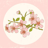 Illustration cherry blossoms