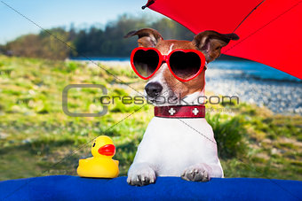 summer dog under umbrella