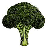 Broccoli vintage woodcut illustration