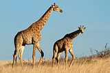 Giraffes in open grassland