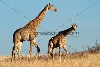 Giraffes in open grassland