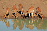 Nyala antelopes drinking