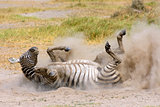 Plains Zebra in dust