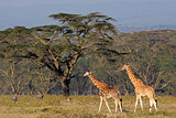 Rothschilds giraffes