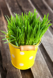 Fresh green grass in a bucket