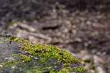 Detail of green moss on a tree trunk