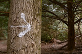 Arrow painted on a tree trunk in the forest