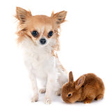 young rabbit and chihuahua