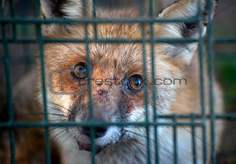 red fox in cage