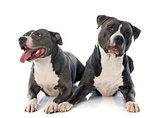 two american staffordshire terrierw