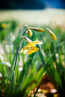 Yellow narcissus in park
