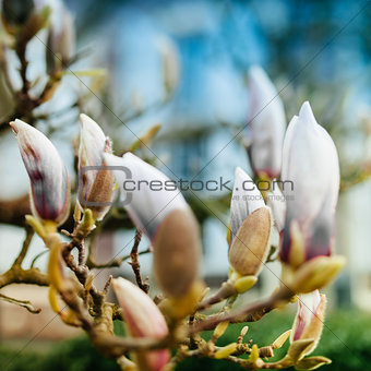 Magnolia flower buds soon to blossom