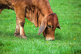 Brahman Cow Grazing on Grass Closeup
