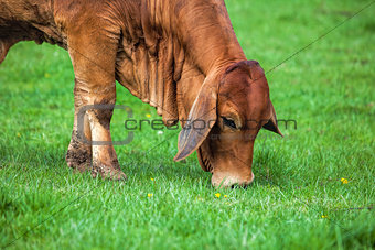 Brahman Cow Grazing on Grass Closeup