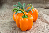 Orange sweet pepper 