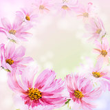 Cosmos flowers background.