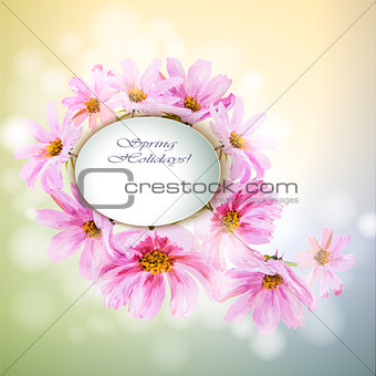 Cosmos flowers background.