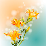 Yellow lilies flowers background.