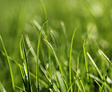 Green grass close-up growth concept