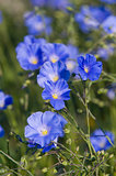 Blue Flax Bloom