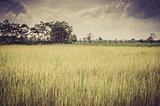  rice field and sky