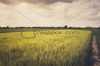 Green  rice field and sky