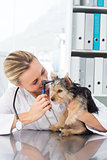 Veterinarian examining ear of dog