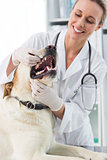 Veterinarian examining teeth of dog