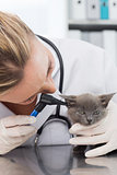 Veterinarian examining ear of kitten