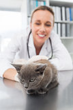 Kitten being examined by vet