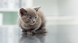 Kitten in veterinary office