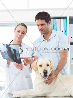 Vet and pet owner discussing Xray of dog