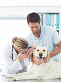 Veterinarian examining ear of dog
