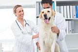 Veterinarians examining dog