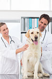 Veterinarians checking dog