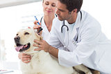Veterinarians examining ear of dog