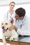 Veterinarians checking ear of dog