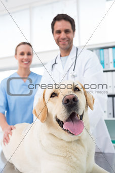 Veterinarians with dog in clinic
