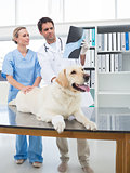 Veterinarians discussing Xray of dog