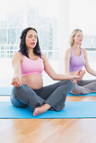 Meditating pregnant women in yoga class in lotus pose