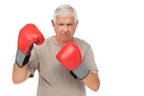 Portrait of a determined senior boxer