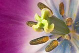 Close-up Image of a Pink Tulip