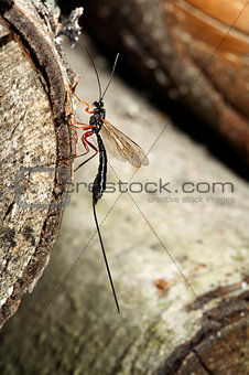 Megarhyssa Wasp (Ichneumonidae) 