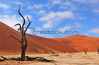 Lonely tree skeleton, Deadvlei, Namibia