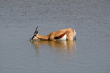 Springbok in the water
