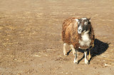 farmyard sheep