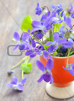 violets flowers (Viola odorata)
