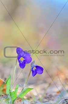 violets flowers (Viola odorata) of spring