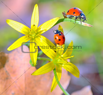 Ladybugs on spring  flowers