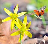 Ladybugs  on spring  flowers